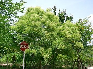古代ケルトの森24 5月25日 6月3日 11月22日 12月1日生まれ トネリコ 嬉野ペン工房tewofuru テヲフル ウッドジュエリー